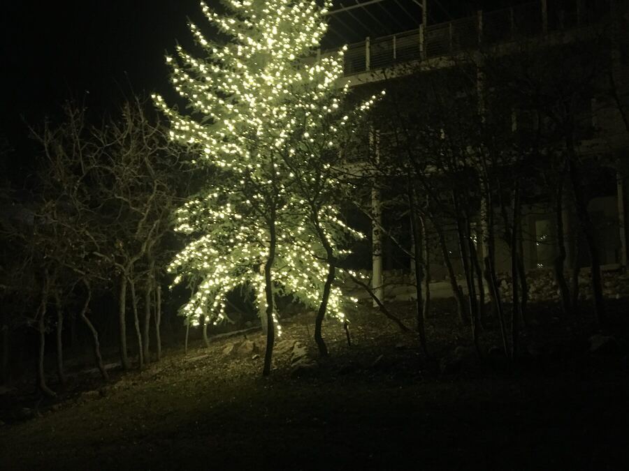 A single aspen lit above the slope