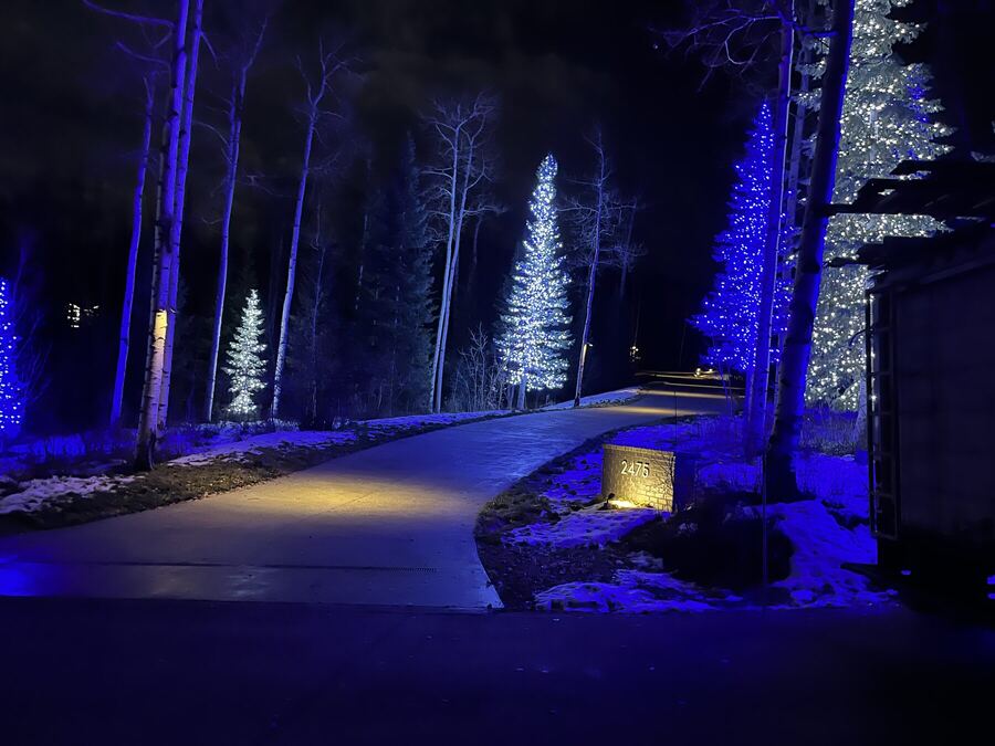 A driveway grove washed in blue