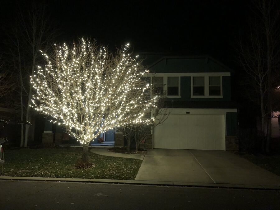 A broad tree filling the front yard
