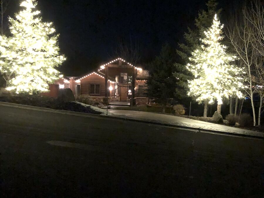 A cabin framed by two wrapped pines
