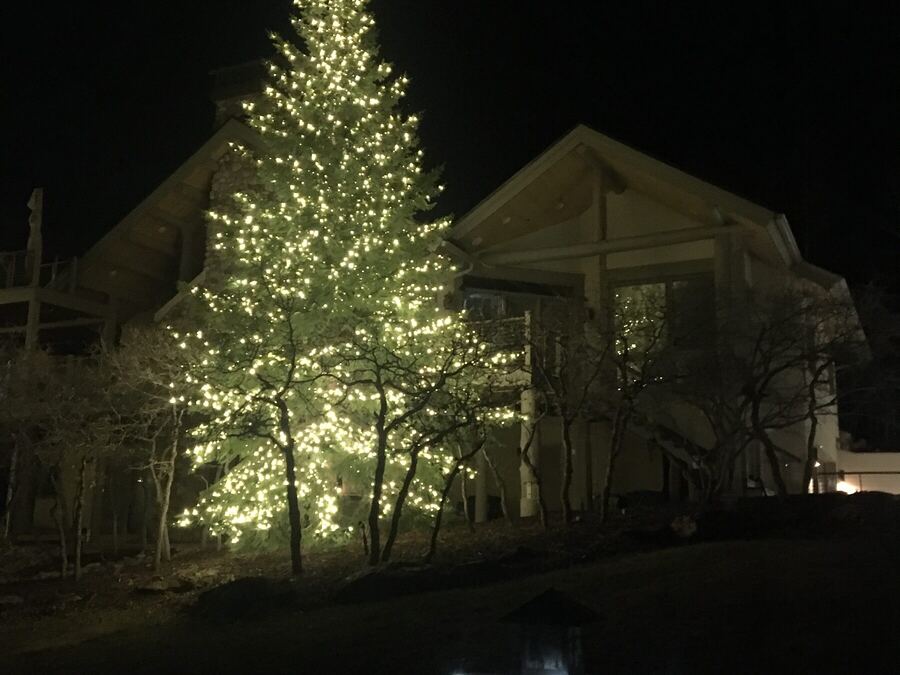 Tree lighting paired with ground uplighting