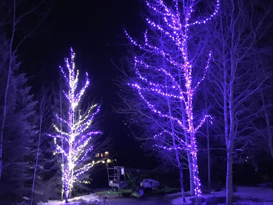Purple and white aspens in fresh snow