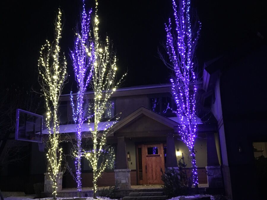 Aspens in purple and warm white at the front entry