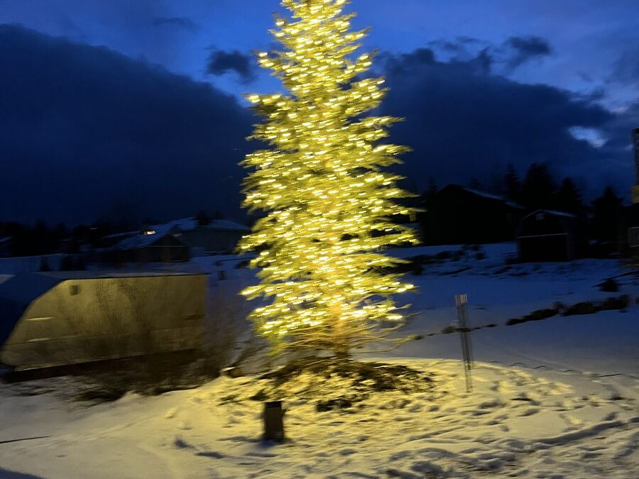 A slim pine in gold against fresh snow