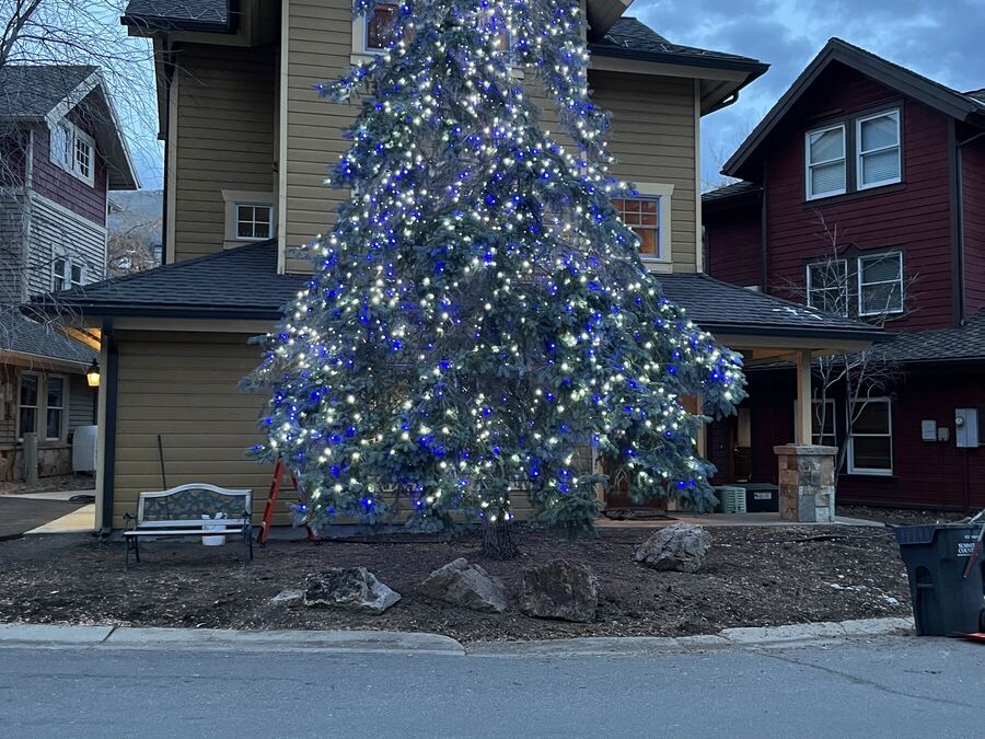 A full spruce in blue and white, seen by day