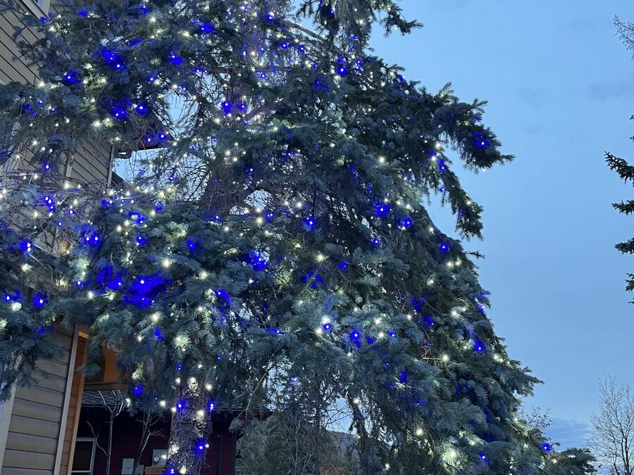 Close up: blue and white through spruce branches