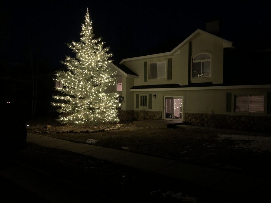 A tall spruce in warm white, glowing beside the house