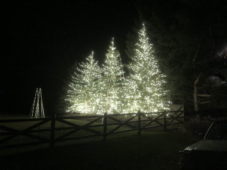 Three pines behind a rail fence