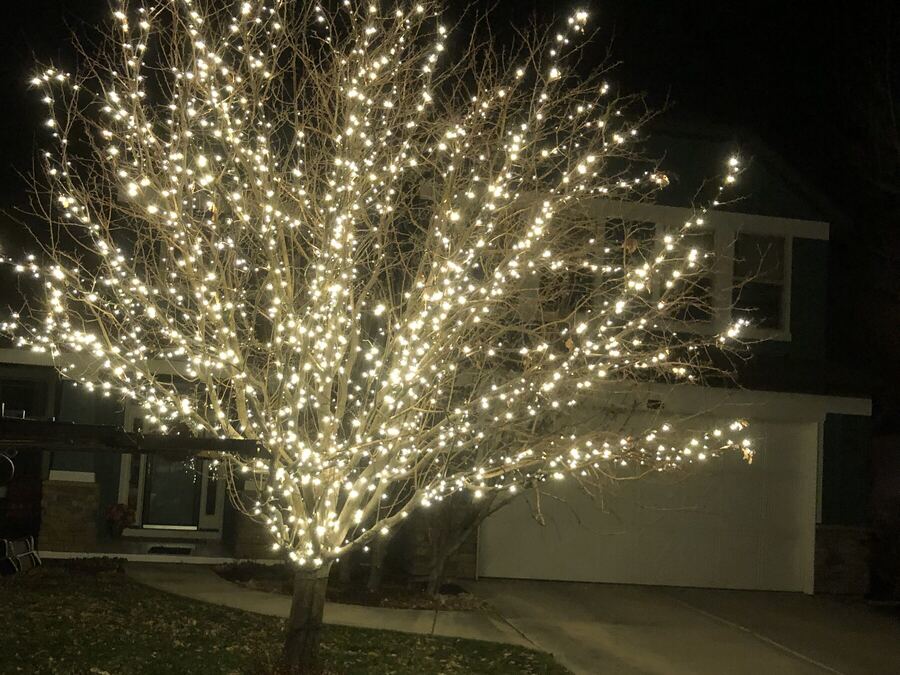 Every branch wrapped in warm white