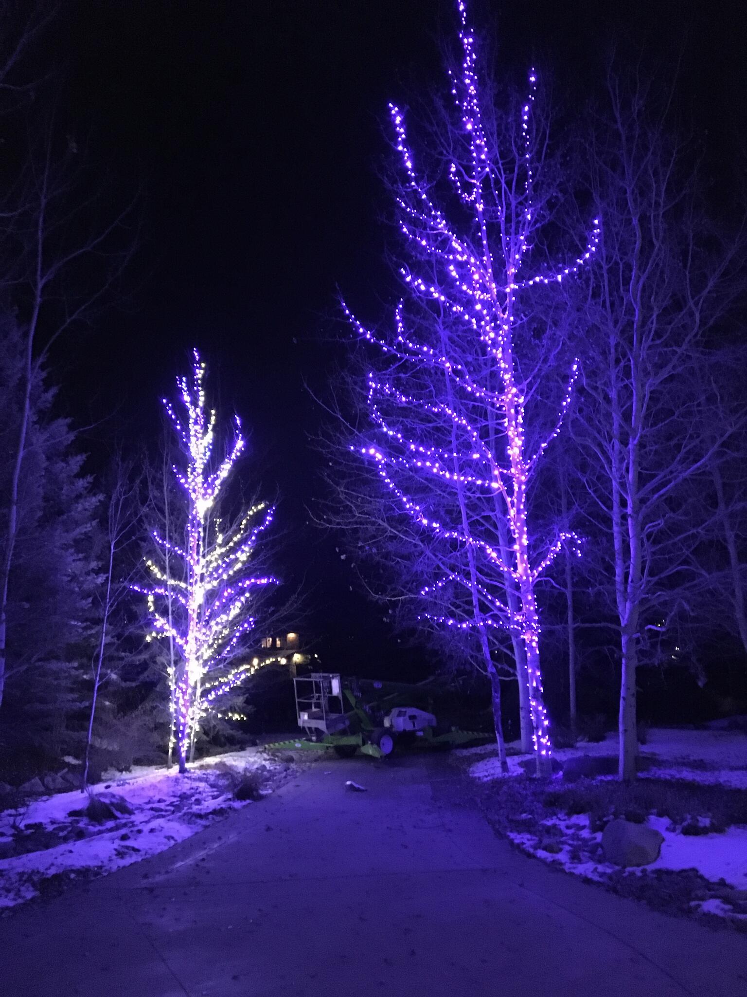 Aspens along a driveway wrapped in purple and white holiday lights
